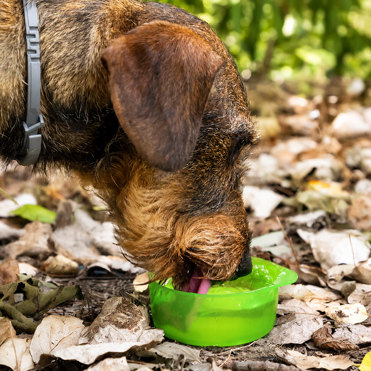 2 in 1 Portable Pet Water Bottle & Food Container Travel Dog Cat Drinking Bowl 4 2 in 1 Portable Pet Water Bottle & Food Container Travel Dog Cat Drinking Bowl - Image 4
